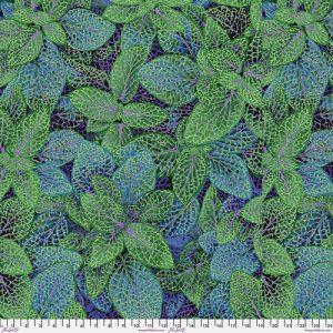 Fittonia PWPJ129.GREEN